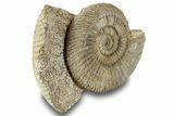 Jurassic Ammonite (Stephanoceras) Fossil - France #244474-1